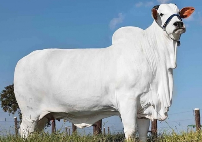 VACA DO TRIÂNGULO MINEIRO ENTRA PARA O GUINNESS COMO A MAIS CARA DO MUNDO