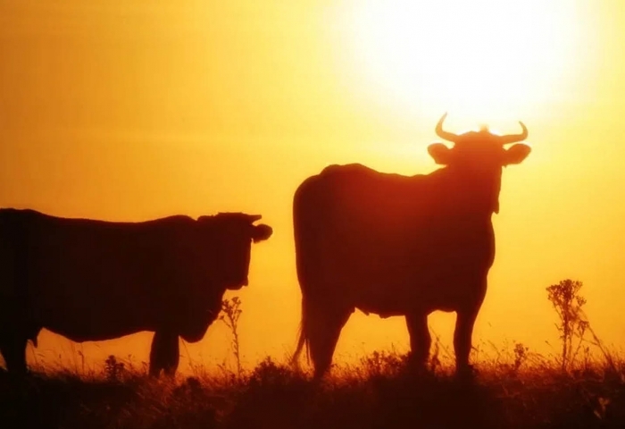 Estresse térmico | Veja como proteger os animais em dias de calor excessivo