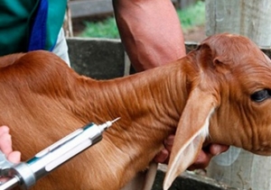 SECRETARIA DE AGRICULTURA COORDENA PROGRAMA DE VACINAÇÃO BOVINA CONTRA BRUCELOSE