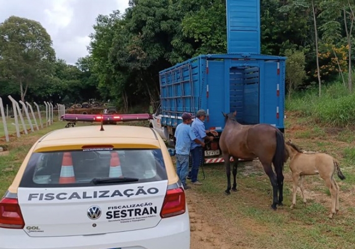 SOLUÇÃO: CAVALOS SOLTOS PELAS RUAS JÁ ESTÃO SENDO RECOLHIDOS PELA PREFEITURA