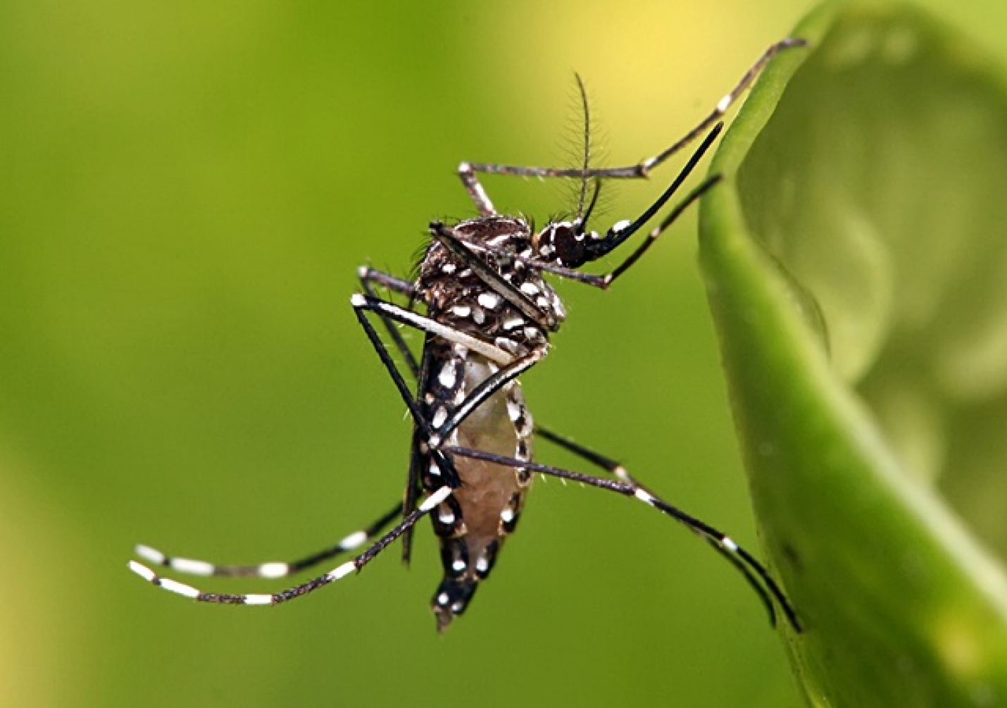 MINAS GERAIS REGISTRA 444 CASOS DE DENGUE EM 2 SEMANAS