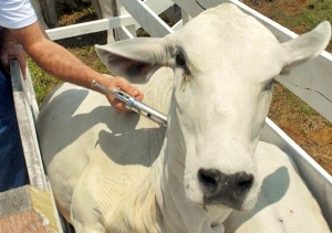 AFTOSA: VACINAÇÃO DE REBANHOS EM MG TERÁ MUDANÇA INÉDITA EM 73 ANOS