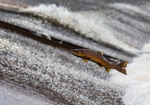 PIRACEMA: PESCA EM RIOS DE MG ESTÁ RESTRITA A PARTIR DE 1º DE NOVEMBRO