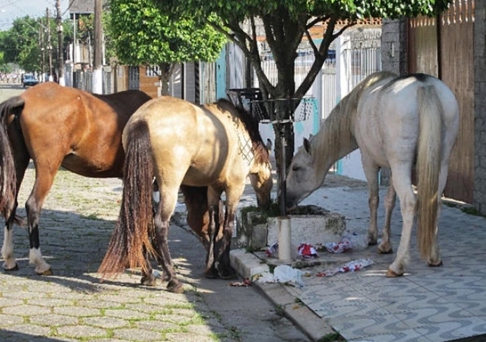 PUBLICADA LEI QUE AUTORIZA MUNICÍPIO A APREENDER ANIMAIS DE MÉDIO E GRANDE PORTE SOLTOS NAS RUAS