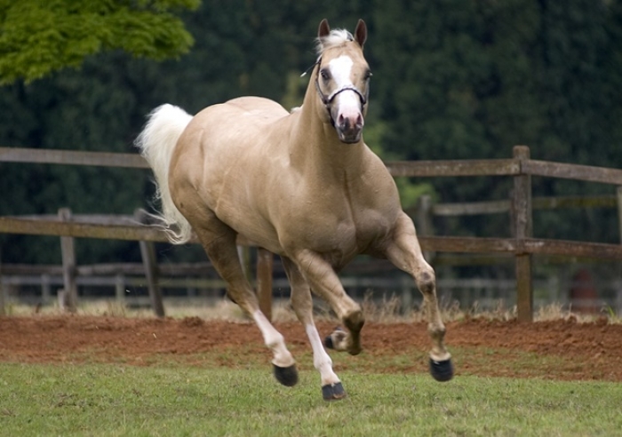 SEU CAVALO PODE VOAR! PSICÓLOGO DANILO JABER BARBOSA