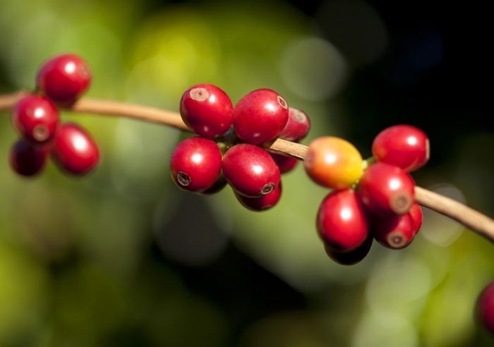 CALOR E ESTIAGEM DEVEM PROVOCAR QUEDA DE MAIS DE 20% NA SAFRA DO CAFÉ EM MG ATÉ 2025