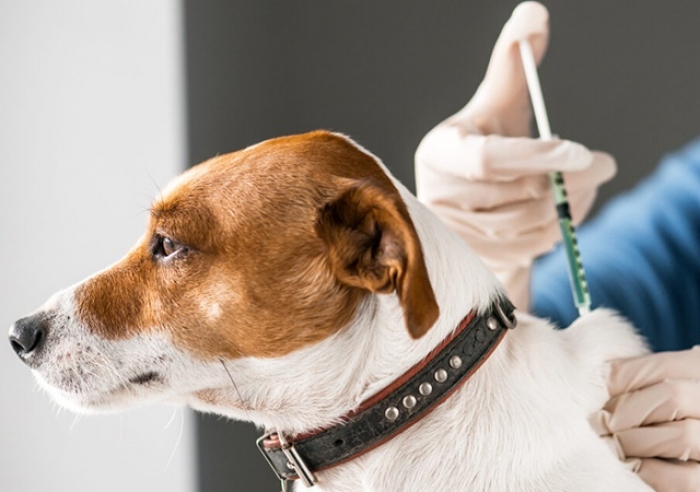 VACINAÇÃO DE CÃES E GATOS NA ZONA URBANA COMEÇA NESTA SEGUNDA (11)