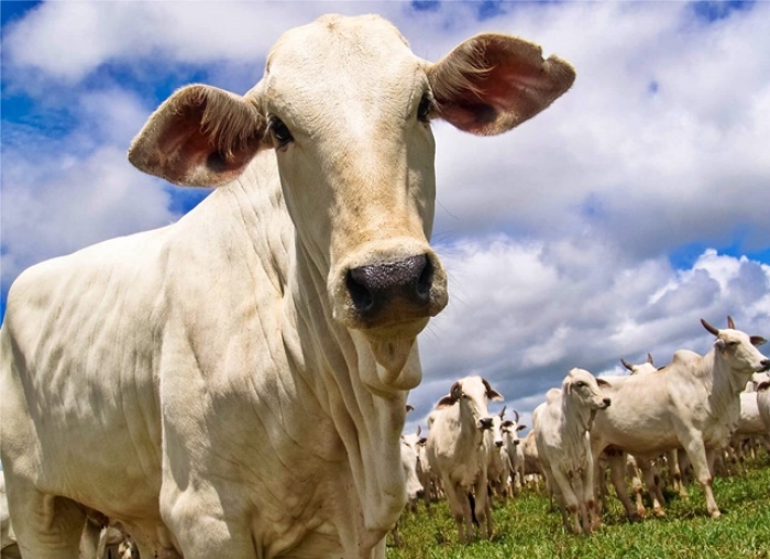 POPULAÇÃO BOVINA CRESCE, MAS É SUPERADA PELAS GALINHAS