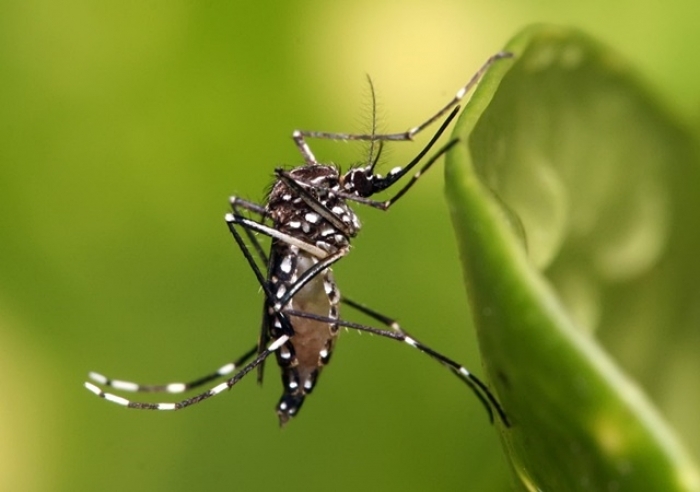 DENGUE, ZIKA E CHIKUNGUNYA: CASOS ESTÃO AUMENTANDO, FIQUE ALERTA