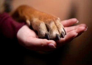 CACHORRO TERÁ DIREITO A PENSÃO ALIMENTÍCIA PARA TRATAR DOENÇA, DIZ JUSTIÇA MINEIRA