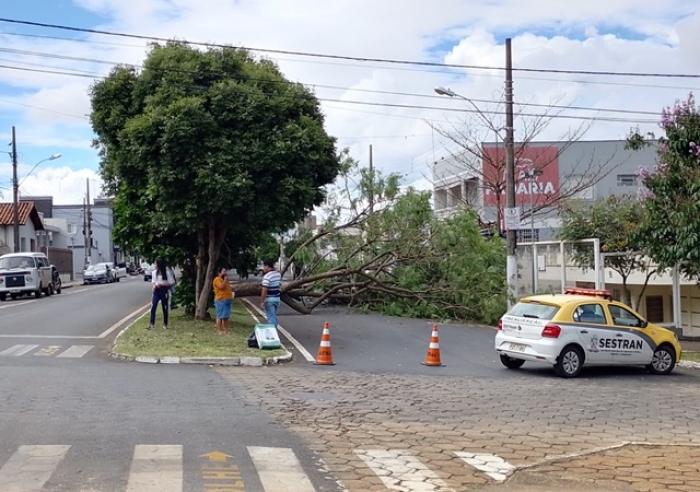 QUEDA DE ÁRVORE DE GRANDE PORTE IMPEDE O TRÂNSITO NA AV. JOSÉ MARIA DE ALKIMIM