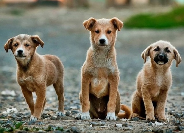 CASTRAMÓVEL – MUTIRÃO DE CASTRAÇÃO DE CÃES E GATOS DE FORMA GRATUITA EM PATROCÍNIO