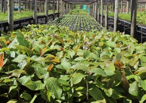 CAFEICULTORES DO CERRADO MINEIRO INVESTEM NA PRESERVAÇÃO DO BIOMA CERRADO E RESILIÊNCIA CLIMÁTICA