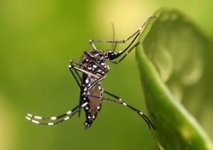 MG REGISTRA QUASE 20 MIL CASOS DE DENGUE E CHIKUNGUNYA EM APENAS UMA SEMANA