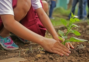 AGRICULTURA AUMENTA NÚMERO DE MUDAS DISTRIBUÍDAS POR CPF NO HORTO