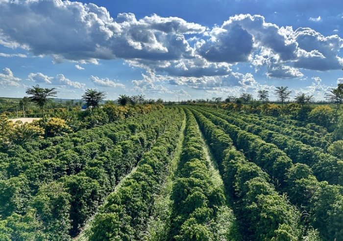 REGIÃO DO CERRADO MINEIRO TEM MAIOR ÁREA DE CAFEICULTURA REGENERATIVA DO PAÍS