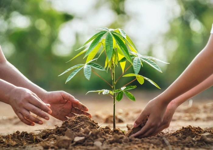 ENQUETE PARA ESCOLHER ESPÉCIE A SER PLANTADA NA AVENIDA DO CATIGUÁ TEM LÍDER ISOLADO