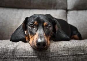 ALEMANHA COBRA IMPOSTO SOBRE CÃES E… ARRECADA R$ 2,6 BILHÕES