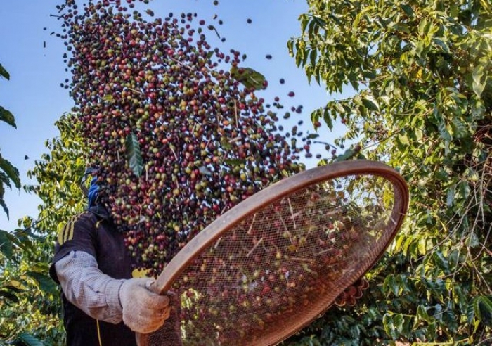 BRASIL ENCERRA 2020 COM &#039;A MAIOR SAFRA DE CAFÉ DA HISTÓRIA&#039;, DIZ CONAB