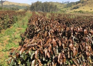 GEADA PREJUDICA ATÉ 70% DO CAFÉ EM MG; PREÇO DEVE SUBIR