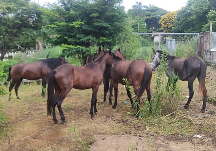 BRIGADA DE RESGATE DE ANIMAIS RECOLHE CAVALOS SOLTOS PELA CIDADE